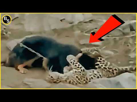 This Tibetan Mastiff Can Kill a Leopard, Bear and Wolf!!