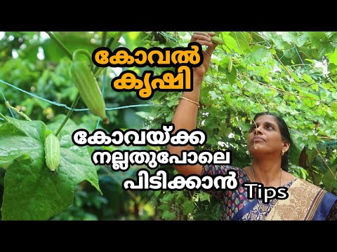 കോവൽ കൃഷി Tips കോവയ്ക്ക നല്ലതുപോലെ പിടിക്കാൻ | Koval Krishi Malayalam Agriculture Video