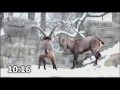 Adult Swim Bumps And Commercials For Thursday January 28 2016