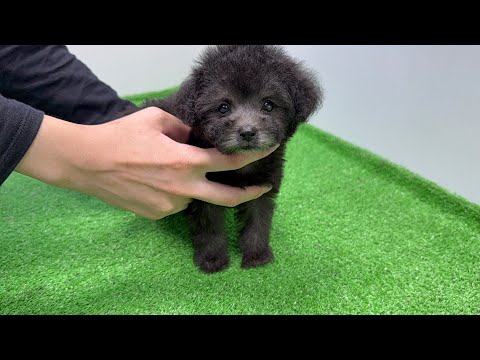 YouTube動画のサムネイル
