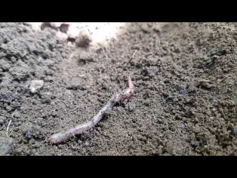 Hogyan lehet eltávolítani a földigilisztákat egy virágcserépből