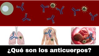 ¿Qué son y cómo funcionan los anticuerpos?