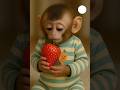 Lovely Monkey Eating Strawberry