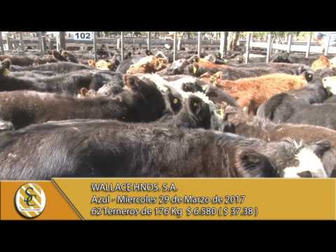 29-03-17 Venta de machos - Wallace Hnos. S.A. - Azul.