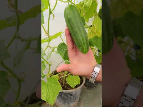 , title : 'زراعة الخيار بالمنزل Growing Cucumber at Home'