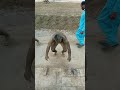 Shan Pehlwan Dand Sapaty Workout Viral Tardingshorts Dasifitness Motivation