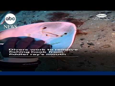 Divers work to remove fishing hook from fiddler ray's mouth