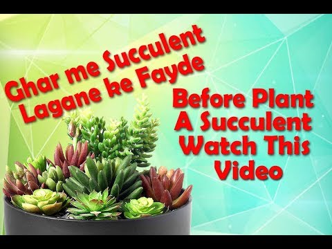 Benefits of Succulent Plant