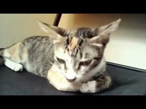 Si imut "Oyku" lagi bermalas-malasan.