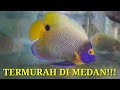 Jual Ikan Hias Air Laut Di Medan