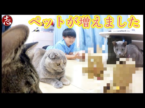 新しいペット！？e-Craft embotと猫を対面させたら仲間だと認められた！？
