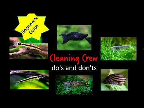 Beginner's Guide on Algae/Cleaning Crew - all you need to know! 