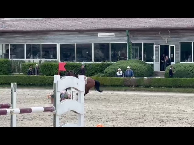 ? &Agrave; vendre &ndash; Hongre de 11 ans par Tornesh ?