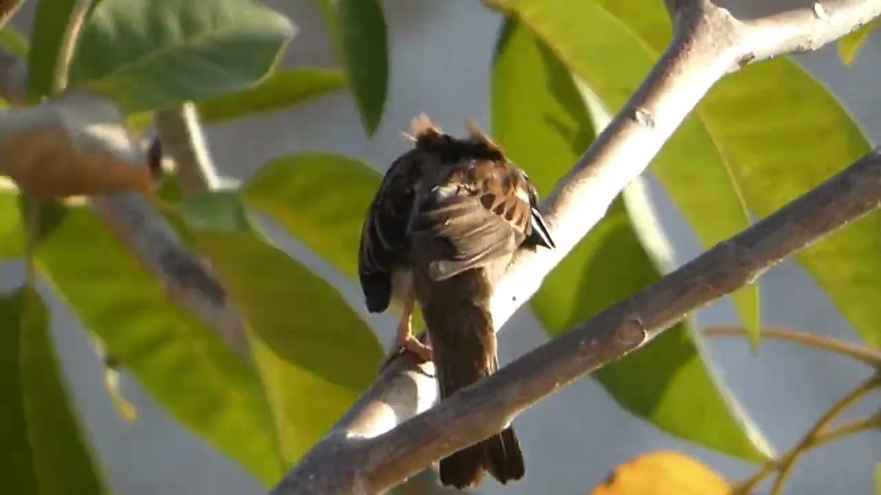 passaro pardal descansando. 🌳🍃