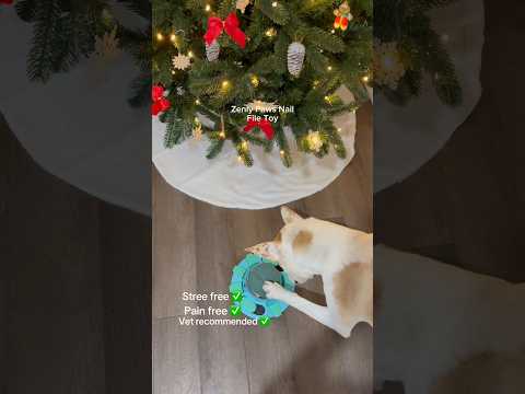 Currently on sale for BLACK FRIDAY! Shop now with the link in bio!🔗🎁🎄#dogshorts #dog #blackfriday