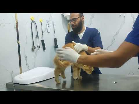 second vaccinations of cats and nails are been cutting #vaccination