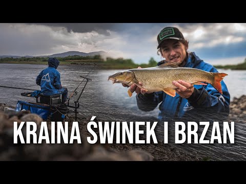 Kraina świnki i brzany - rzeka Dunajec z feederem