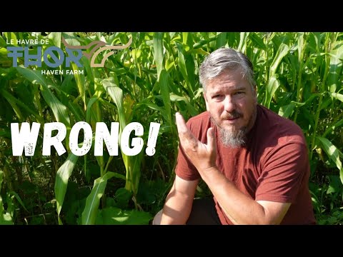 How I Made the Biggest Mistake in Planting 3 Sisters