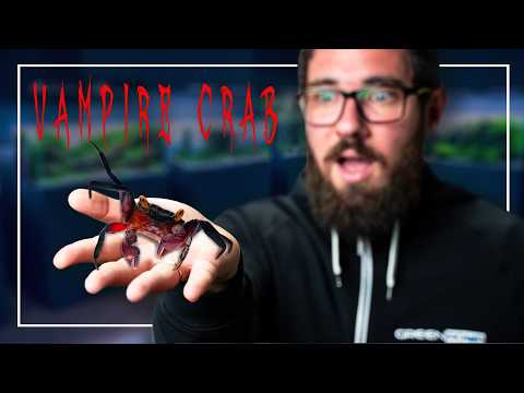 We made an EXOTIC Paludarium for VAMPIRE CRABS