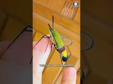 Hummingbird Moth ⚠ This Is NOT a Bird!
