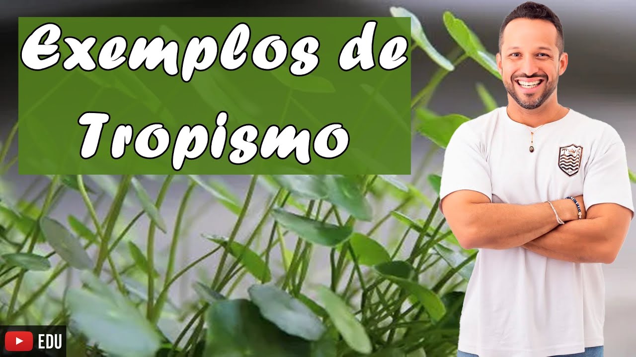 Exemplos de Tropismo - Movimentos Vegetais - Fisiologia vegetal - Botânica