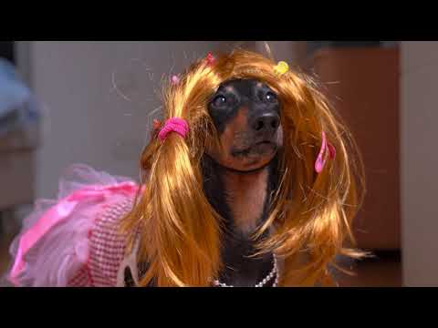 Are Dachshunds Good for Apartments