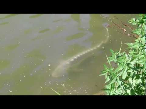 Schöner und neugieriger Stör