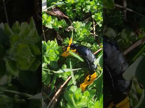 The Very Hungry... Not A Caterpillar!