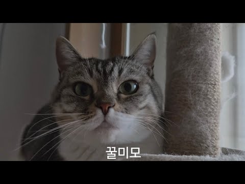졸귀