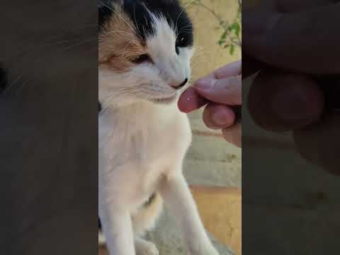 , title : 'POV: Cute Calico Cat Eats Chicken In My Hand 😻🔊🤌🍗 Satisfying YumYum ASMR #Shorts'