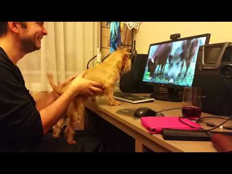 Пустите на охоту!