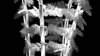 Loscil - Angle of List