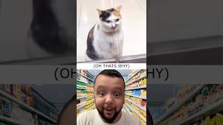 Helping my friends cats 😸 @jojovill