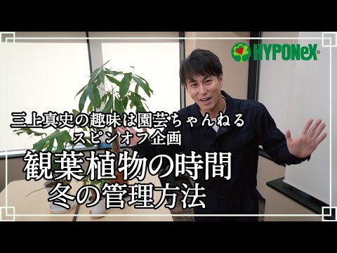 冬の間ディプラデニアを維持するにはどうすればよいですか？手入れのためにいつ持ち込むのですか？  庭園