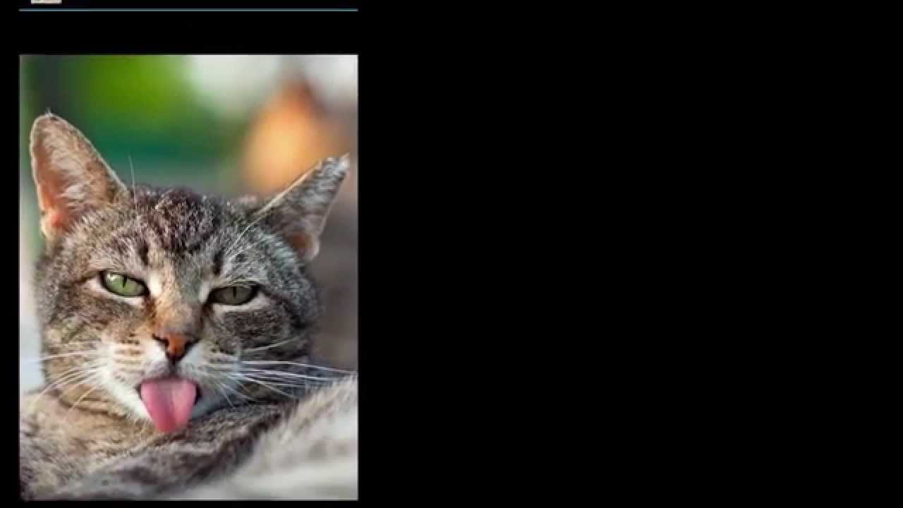 Funny Cat Wallpapers HD