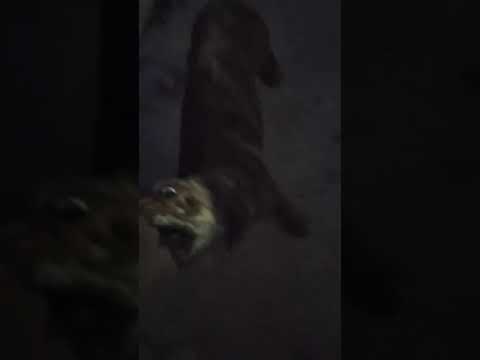 OH MY DOG!!!! Hector the molossus of Epirus