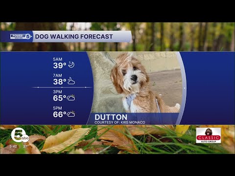 Meet Dutton! - YouTube