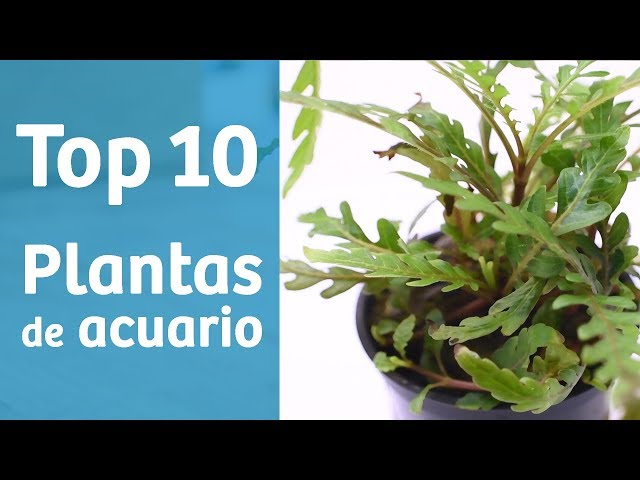 Vídeo relacionado con Juego de 7 Anillos flotantes para Plantas de Acuario, Separador Circular Flotante Negro para Plantas, Barrera Protectora y área de alimentación para Peces, Varios tamaños