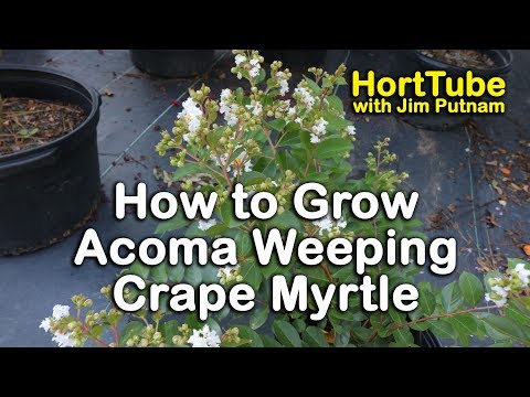 download lagu mp3 mp4 Acoma Crape Myrtle, download lagu Acoma Crape Myrtle gratis, unduh video klip Acoma Crape Myrtle