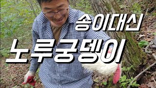 송이산행. 송이대신 노루궁뎅이, 영지버섯만 ㅠㅠ