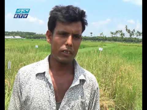 স্বল্প পানি ব্যবহার করে বোরো ধান আবাদে সফলতা
