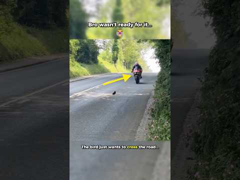 That Animal Was Not Ready For The Race #isleofmantt