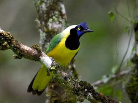 Le Petit Oiseau De Toutes Les Couleurs - Gilbert Becaud