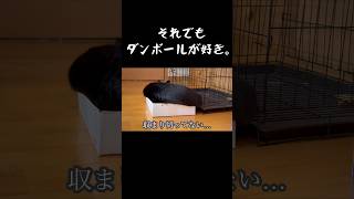 【黒猫】小さいダンボールでも入りたい猫🐈‍⬛📦 #黒猫 #猫 #保護猫