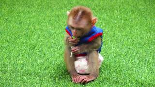 Rainbow Fruit Lollipops Color 🐵🐵🐵 Monkey Pretend Play And Eat Lollipop🐵🐵🐵