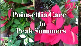 How to Protect POINSETTIA Plant in Peak Summer.