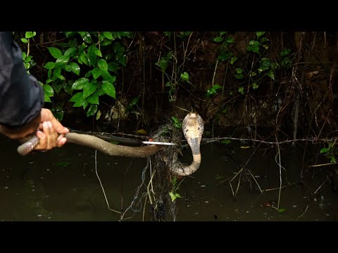 जाल में फसा खतरनाक चंद्र नाग,निकलते ही देखे गुस्से से कैसे करने लगा वार।Big Venomous Monocled COBRA