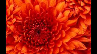 The McCrarys Lost In Loving You