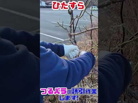 バラの茂みと一緒に何を植えるべきか 一緒に植えてはいけない植物 良い仲間アリウム