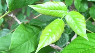 Tips to avoid, treat poison ivy